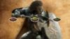 Dye in Dragon's Dogma 2